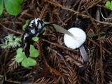 Pluteus primus image