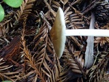 Pluteus primus image