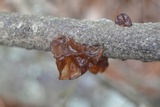 Exidia recisa image