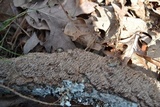 Hydnoporia olivacea image