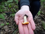 Cuphophyllus pratensis image