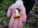 Cuphophyllus pratensis image