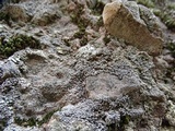 Aspicilia confusa image