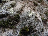 Aspicilia confusa image