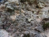Aspicilia confusa image