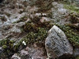 Aspicilia confusa image