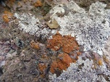 Caloplaca ignea image