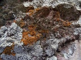 Caloplaca ignea image