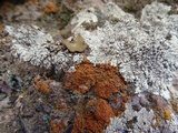 Caloplaca ignea image