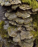 Trichaptum abietinum image
