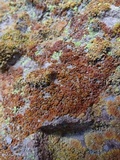 Caloplaca ignea image