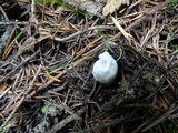Russula turci image