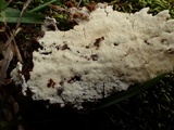 Schizopora paradoxa image