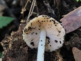 Bolbitius reticulatus image