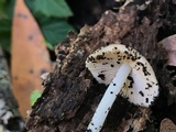 Bolbitius reticulatus image