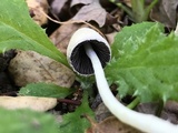 Coprinopsis marcescibilis image