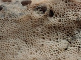 Ceriporia purpurea image