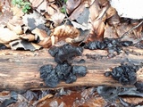 Exidia truncata image