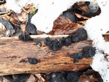 Exidia truncata image