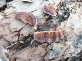 Trichaptum abietinum image