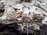 Polyporus brumalis image