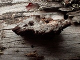 Botryobasidium subcoronatum image