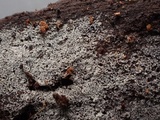 Botryobasidium subcoronatum image