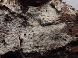 Botryobasidium subcoronatum image