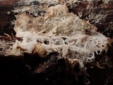 Phlebiella christiansenii image