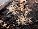 Phlebiella christiansenii image