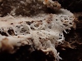 Phlebiella christiansenii image