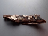 Phlebiella christiansenii image