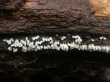 Arcyria denudata image