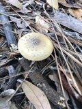 Amanita xanthomitra image
