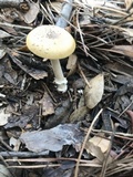 Amanita xanthomitra image