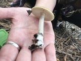 Amanita xanthomitra image