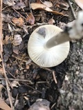 Amanita xanthomitra image