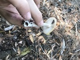 Amanita xanthomitra image