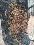 Myxarium nucleatum image