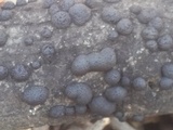 Annulohypoxylon truncatum image