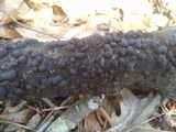 Annulohypoxylon truncatum image