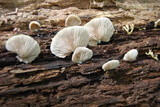 Crepidotus applanatus image