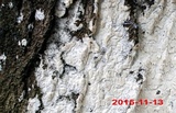 Oxyporus latemarginatus image