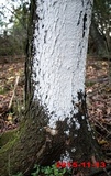 Oxyporus latemarginatus image