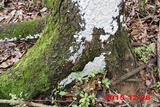 Oxyporus latemarginatus image