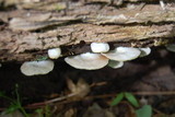 Crepidotus applanatus image