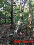 Oxyporus latemarginatus image
