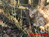 Oxyporus latemarginatus image