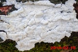 Oxyporus latemarginatus image