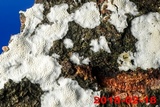 Oxyporus latemarginatus image